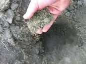 Soil closeup